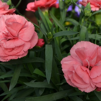 Dianthus 'Norah®' 'Hilnorah'