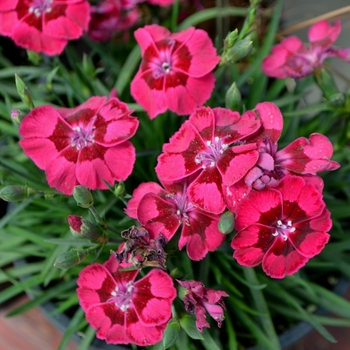 Dianthus Sunflor® 'Esmay®'