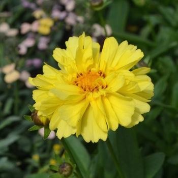 Coreopsis 'Leading Lady Charlize' 