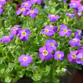 Aubrieta Axcent™ 'Deep Blue'