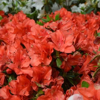 Rhododendron Encore® 'Autumn Sunset™'