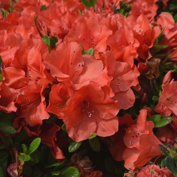 Rhododendron Encore® 'Autumn Sunset™' PP16248