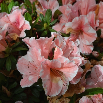 Rhododendron Encore® 'Autumn Sunburst®' PP25072