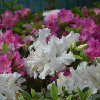 Rhododendron Encore® 'Autumn Lily®'