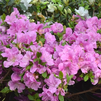 Rhododendron Encore® 'Autumn Lilac®' PP22762