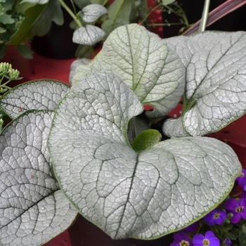 Brunnera macrophylla 'Sea Heart' PP24684