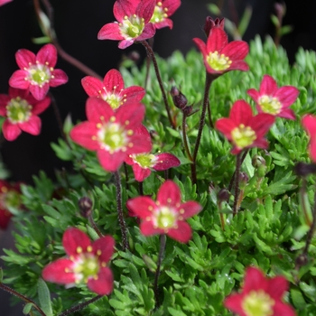 Saxifraga x arendsii Touran™ 'Scarlet'