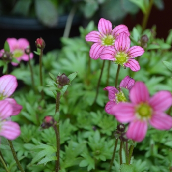 Saxifraga x arendsii Touran™ 'Pink'