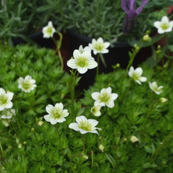 Saxifraga x arendsii Touran™ 'Limegreen'