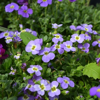 Aubrieta 'Light Blue with Eye' 