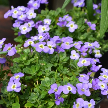 Aubrieta Axcent™ 'Light Blue'