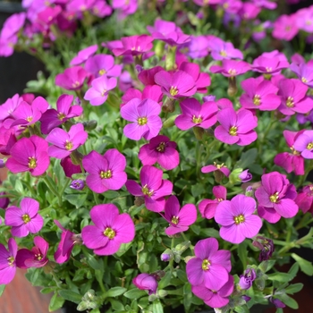 Aubrieta Axcent™ 'Dark Red'