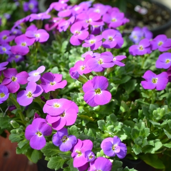 Aubrieta Axcent™ 'Deep Purple Imp.'