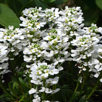 Iberis sempervirens