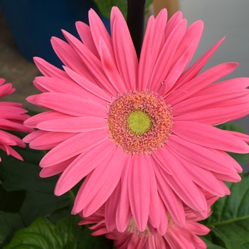 Gerbera jamesonii