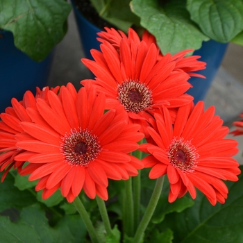 Gerbera jamesonii Mega Revolution™ Mix