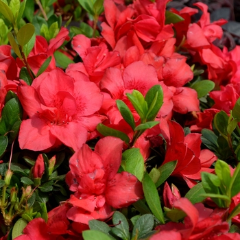 Rhododendron Encore® 'Autumn Bonfire®' PP29770
