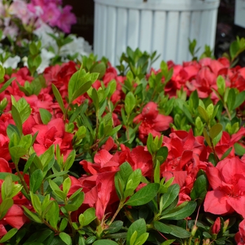 Rhododendron Encore® 'Autumn Bonfire®'