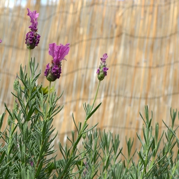 Lavandula stoechas 'The Princess' 