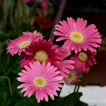 Gerbera 'Carmine' 