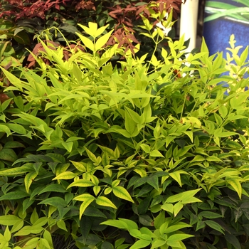 Nandina domestica 'Lemon Lime' 