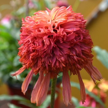 Echinacea purpurea 'Guava Ice' PP23473