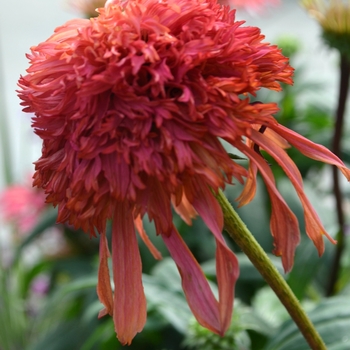 Echinacea purpurea 'Guava Ice'