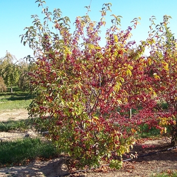 Malus x zumi var. calocarpa