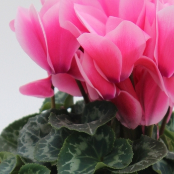 Cyclamen persicum Magnia 'Deep Rose Light Edge'