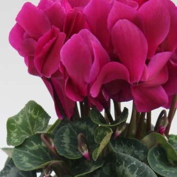 Cyclamen persicum 'Purple' 