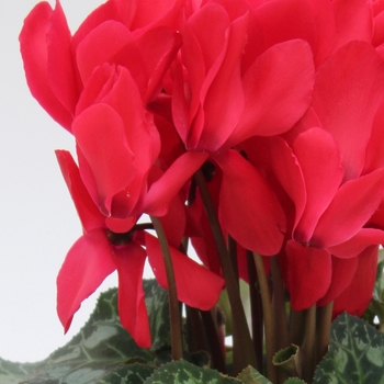 Cyclamen persicum 'Red' 