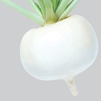 Brassica 'Just Right' (112197)