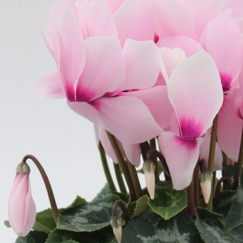 Cyclamen persicum 'Light Pink Eye' 