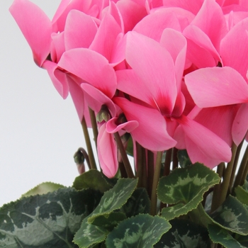 Cyclamen persicum 'Salmon Eye' 