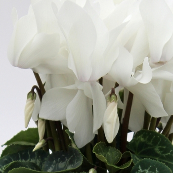 Cyclamen persicum 'White' 