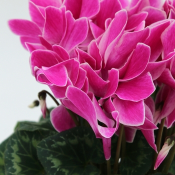 Cyclamen persicum Contiga 'Purple Flame'