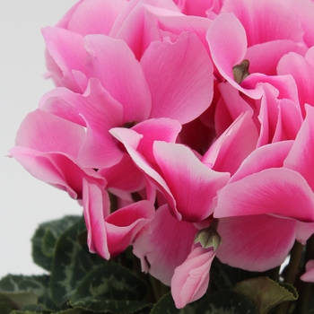 Cyclamen persicum Contiga 'Light Pink Edge'