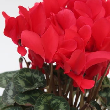 Cyclamen persicum 'Red' 