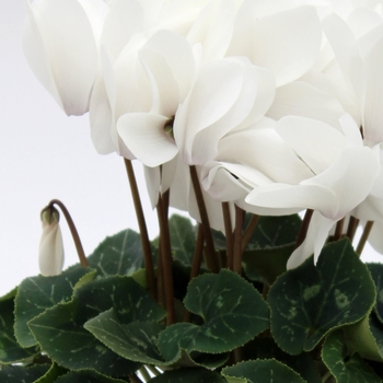 Cyclamen persicum 'White' 