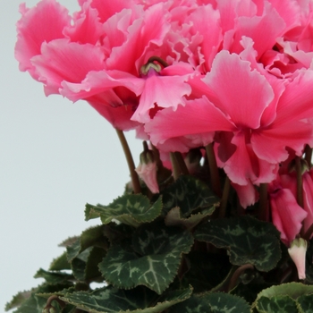 Cyclamen persicum 'Fringed Salmon Light Edge' 