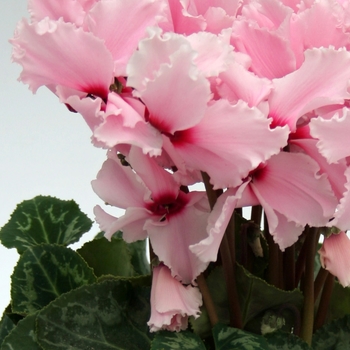 Cyclamen persicum Maxora Fringed 'Light Pink Eye'