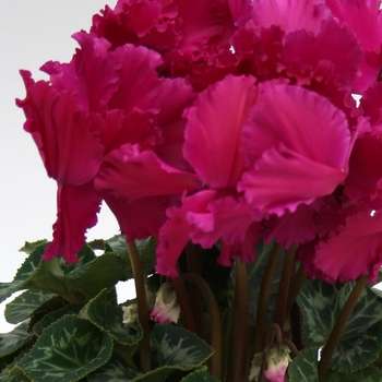 Cyclamen persicum Maxora Fringed 'Fringed Purple'