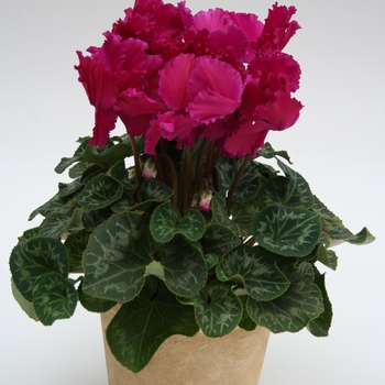 Cyclamen persicum Maxora Fringed 'Fringed Purple' (112245)