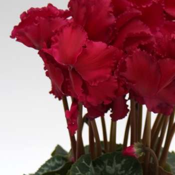 Cyclamen persicum Maxora Fringed 'Magenta'