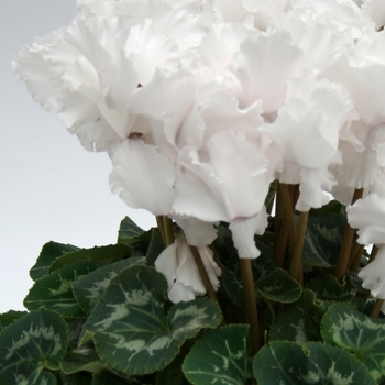 Cyclamen persicum 'Fringed White' 