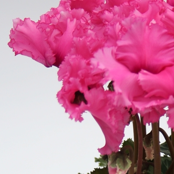 Cyclamen persicum 'Light Pink' 