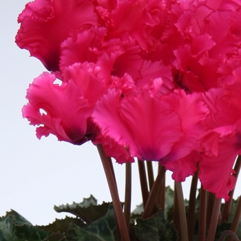 Cyclamen persicum Rocolina 'Dark Pink'