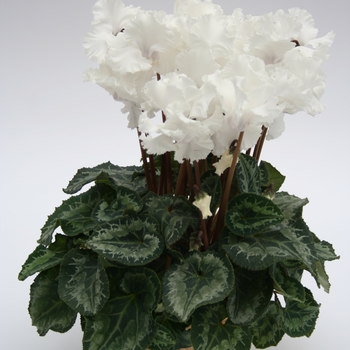 Cyclamen persicum 'White' 