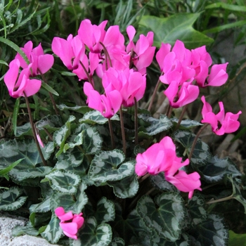 Cyclamen persicum 'Pink' 