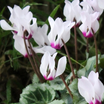 Cyclamen persicum 'Light Pink Eye' 